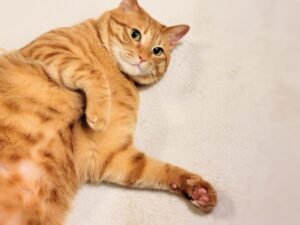 床でお腹を出して寝そべっている茶トラ猫