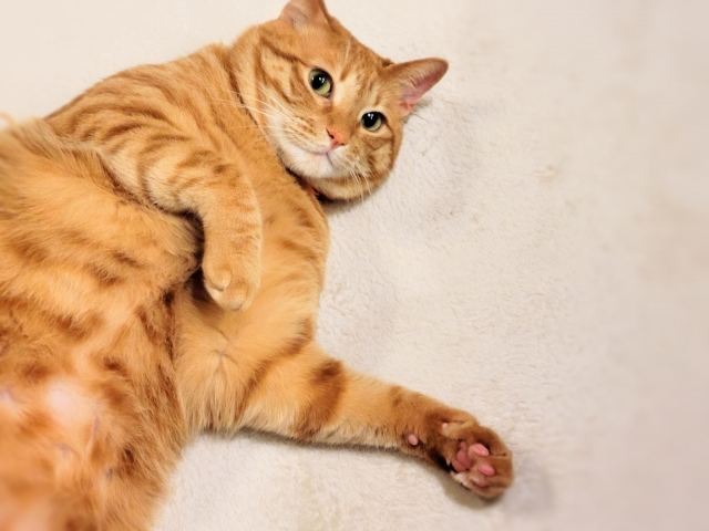 床でお腹を出して寝そべっている茶トラ猫