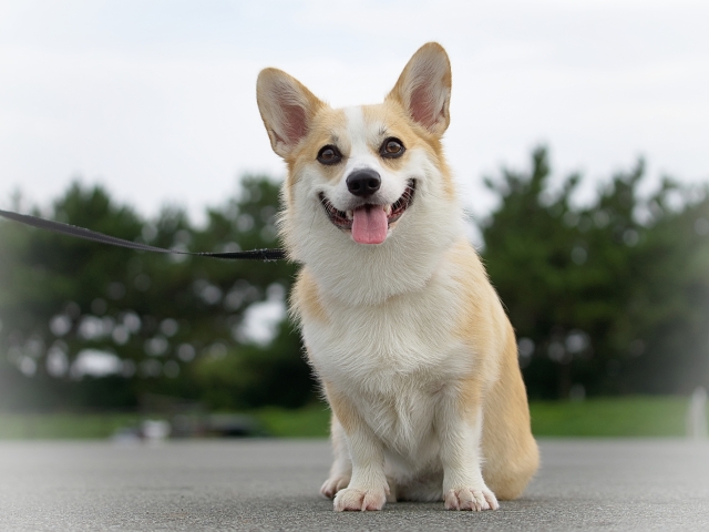 こちらを見て笑っているコーギー