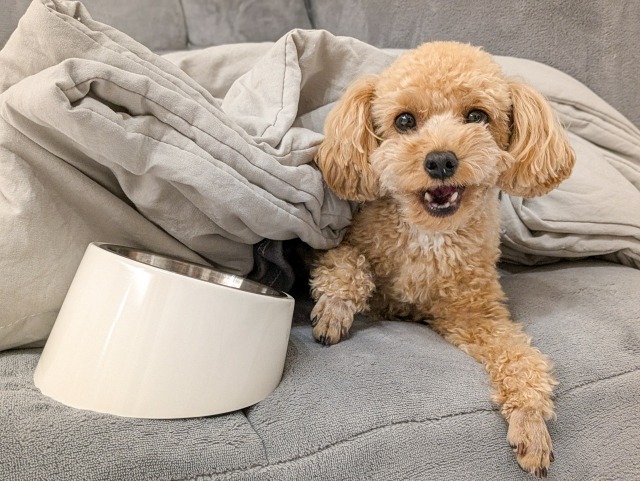 食器の横でご飯を待つトイプードル