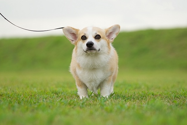 散歩をしているコーギー