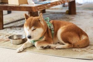 食器の横で伏せている柴犬