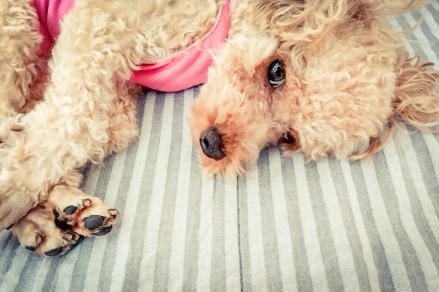 術後服を着て横になっているトイプードル