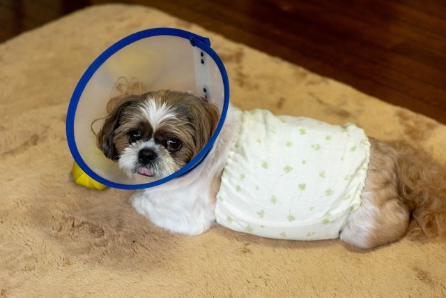 エリザベスカラーをつけているシーズー